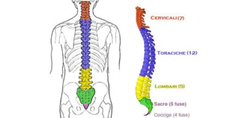 spina dorsale 